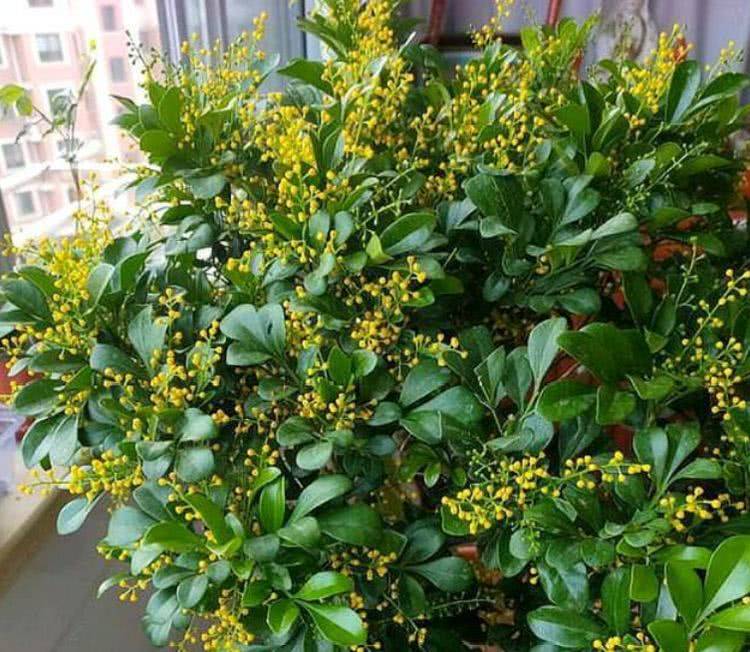 爬墙虎怎么不吸了一直叫 5d5d4cb0f19a4e1aa080fe810a4f76e3.jpeg