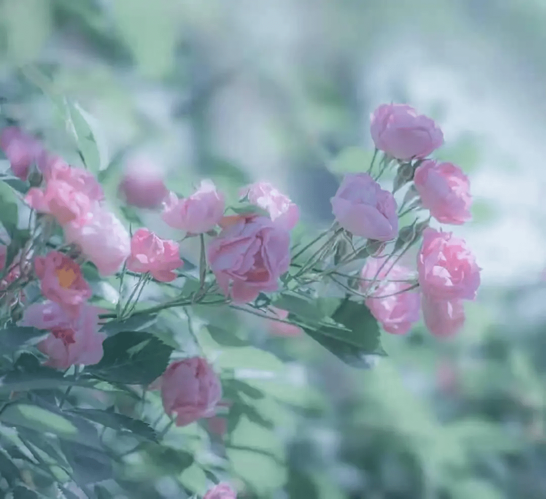 岁月缝花简谱_岁月缝花(3)