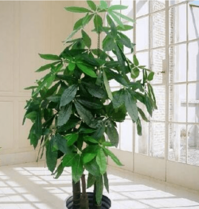 a2eab0deff2b4b9595b953234c37a489.png