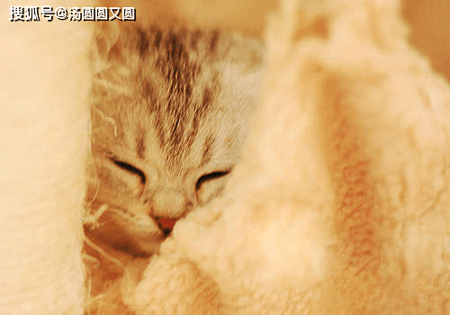 猫喜欢人多的地方吗 8ffaa31807f64976b7b7956a7e2aae55.png