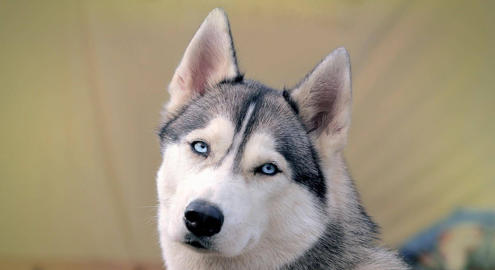 人类智商排名_人类智商天花板(2)