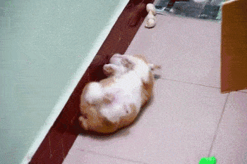 af4ff6b083b94685b7ec4d333cd62a58.gif