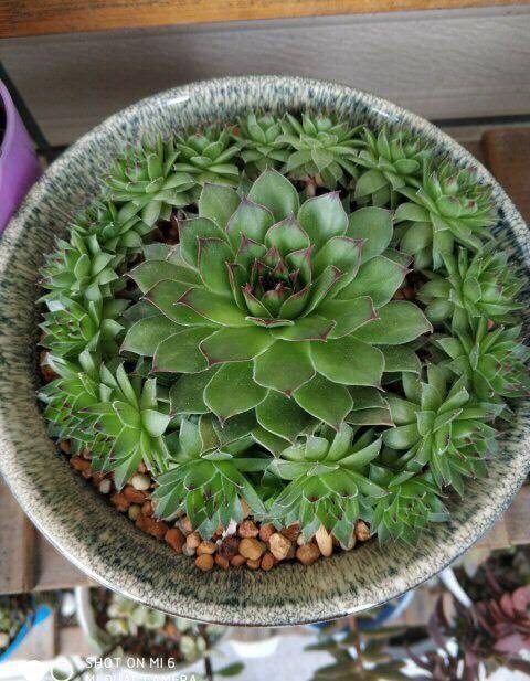 观音莲怎么养才能爆侧芽呢做到这4点侧芽长不停