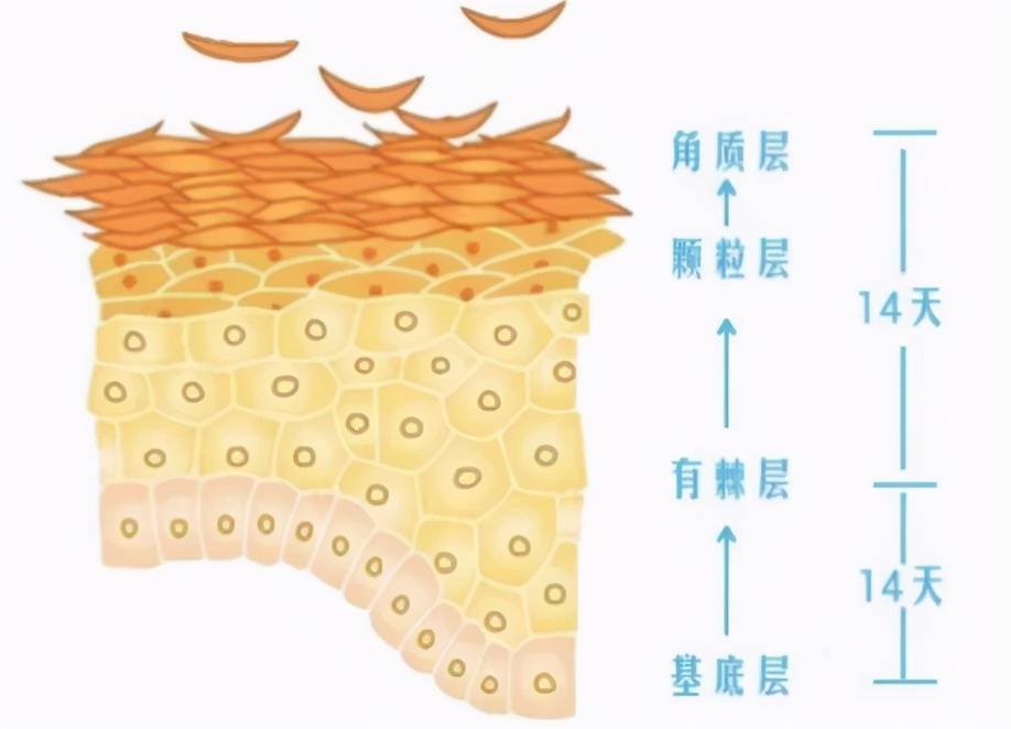 敏感曲谱