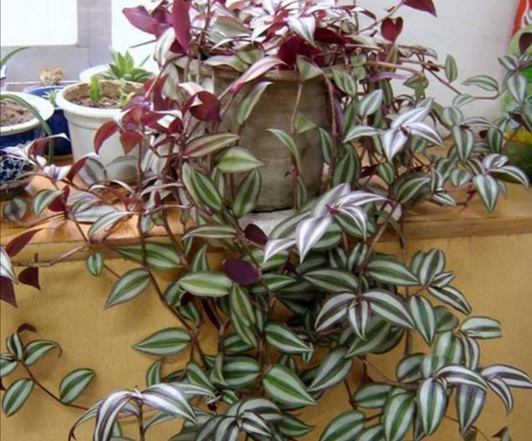 原创6种植物都叫吊兰好养又漂亮3种观花3种观叶