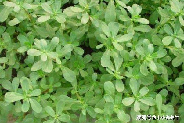 婆婆丁是马齿苋吗 6fe3d2bb3e164f85889c53fe5f96285d.jpeg