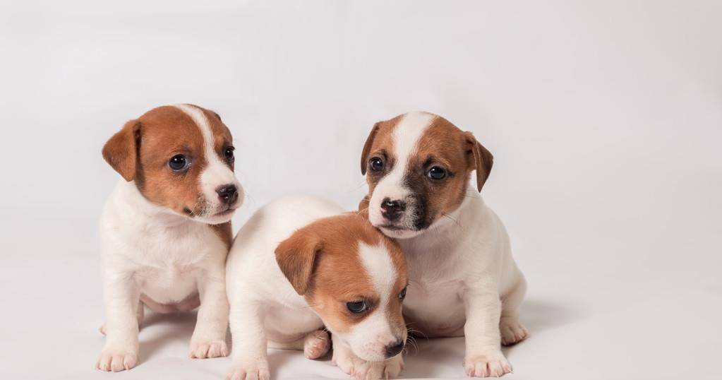 辟谣 新买幼犬必须数着颗粒喂狗粮 当心致命的低血糖 葡萄糖 辟谣 新买幼犬必须数着颗粒喂狗粮 当心致命的低血糖 葡萄糖