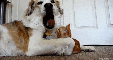 c71fc69a19954f25a6a044054009c647.gif