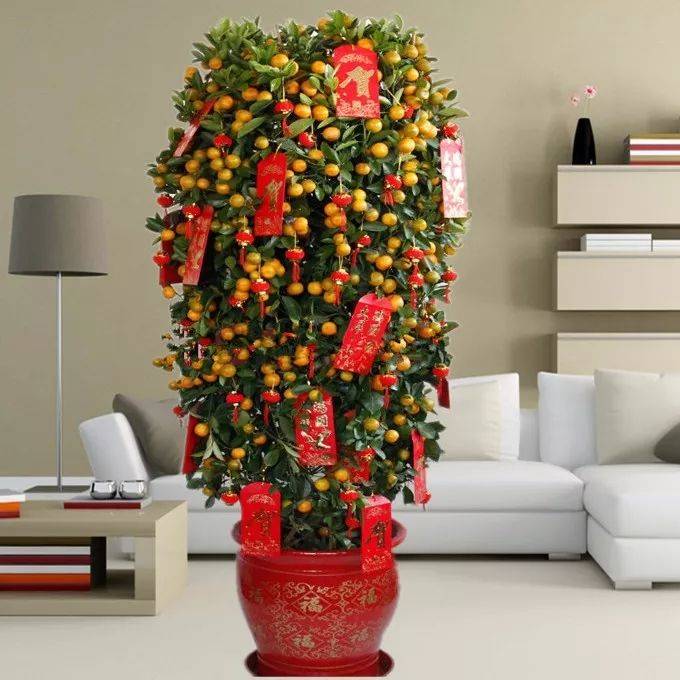 原创c据说土豪富商都在养这植物镇宅招财保家业一棵就能聚福纳气