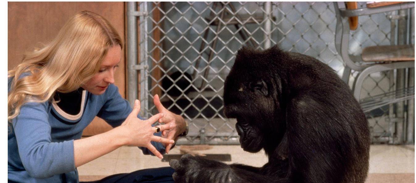 大猩猩手语图片