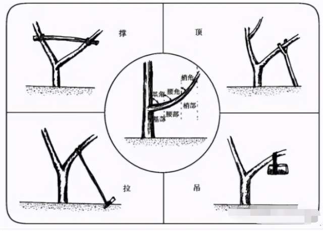 67高清图说柑橘十大整形修剪手段送上赶紧转发