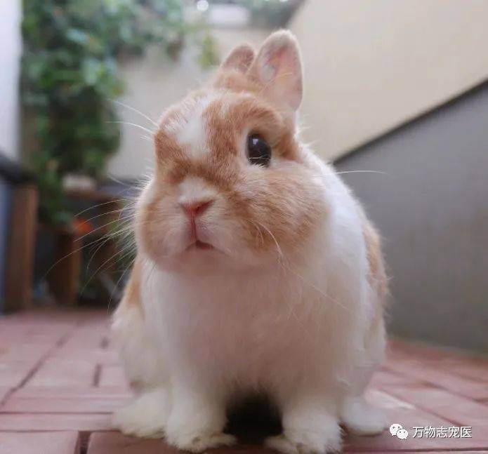 萌宠那些事 宠物兔会与主人互动吗 训练