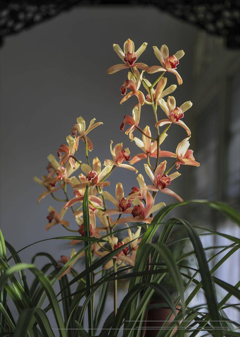 四川一户人家的东向阳台花园:养上半阴花,处处有生机,幸福感强