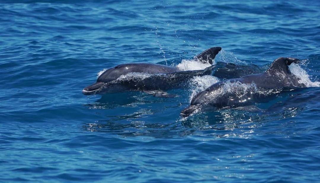 惊喜！汕头海域首现超200头印太瓶鼻海豚