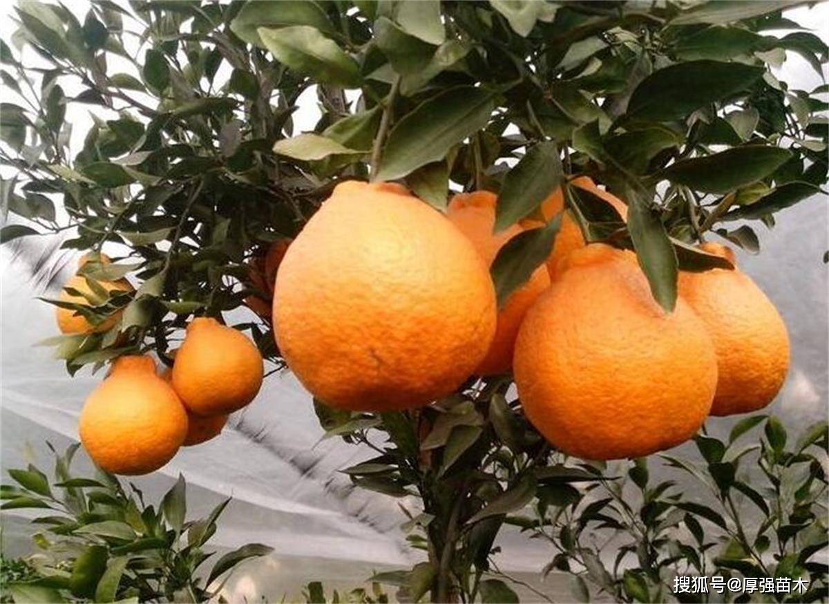 怎么种橘子树 7c93fa309111450ca6a25e8b48332c80.jpeg
