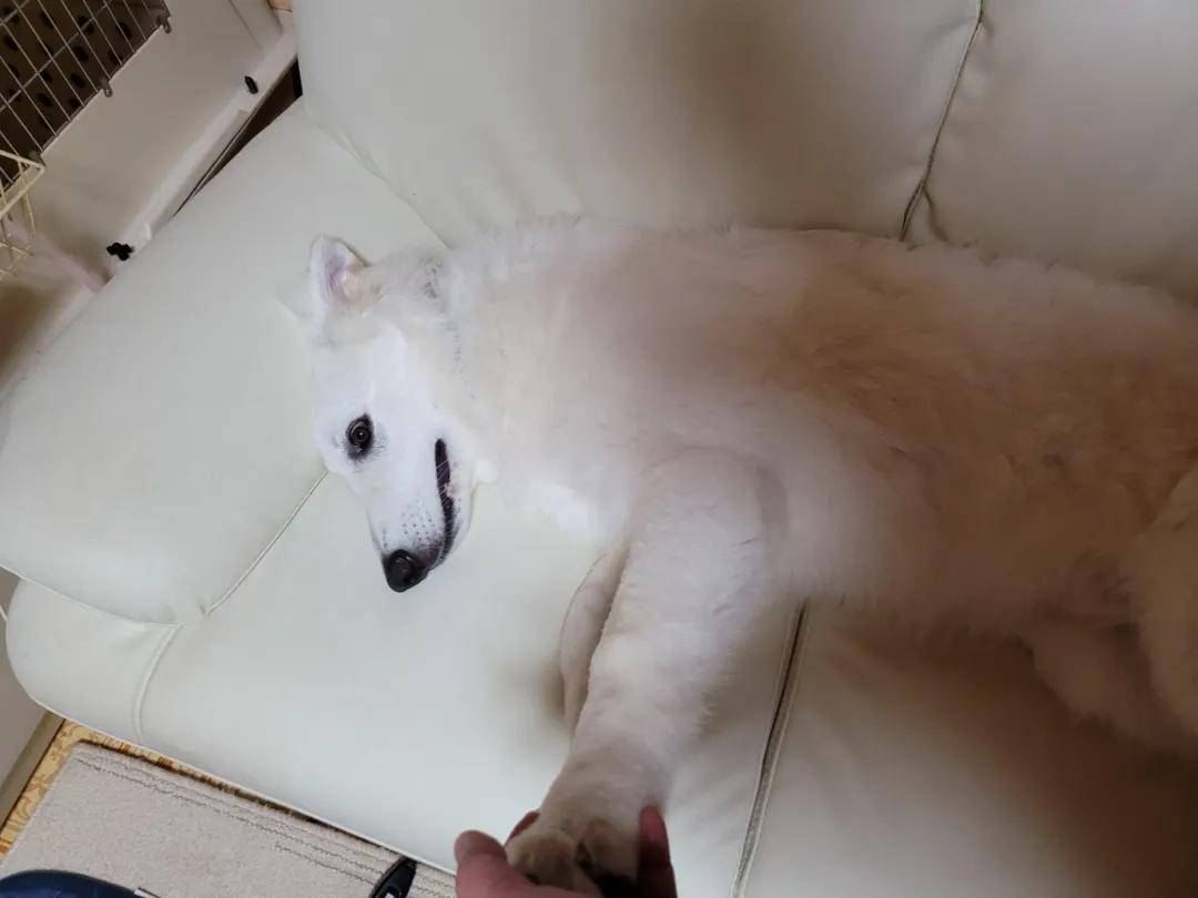 带回家一只漂亮小白狗，三个月后…,网友,狗,第13张