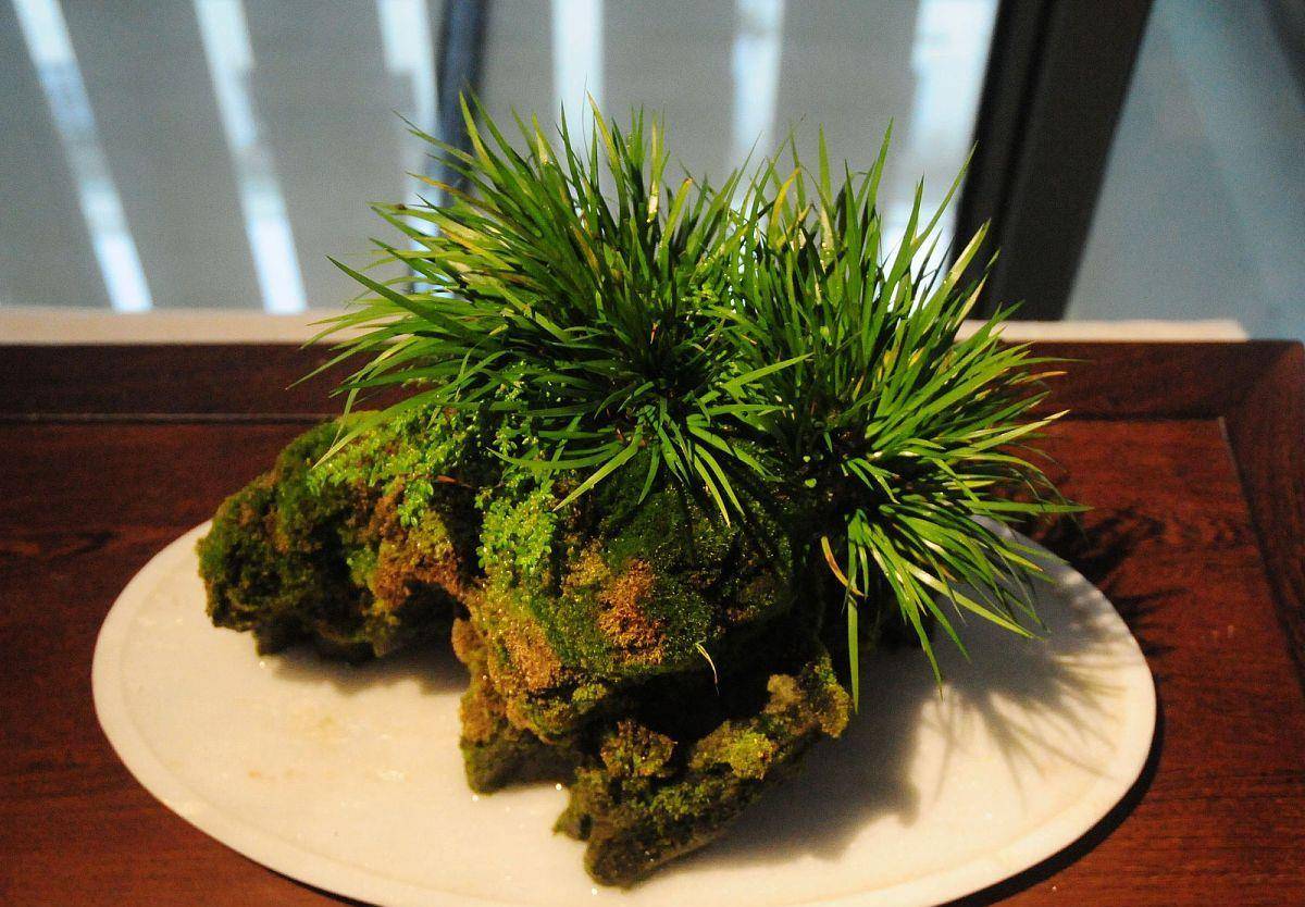 河边见到飘香的灵草,记得挖一棵回家,用处大_菖蒲