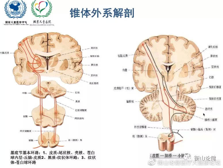 基底节解剖及功能 基底节有重要的 运动调解功能,对随意运动的稳定,肌