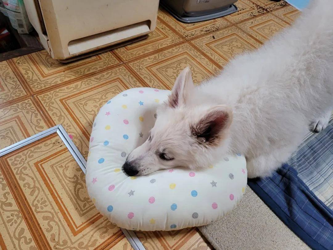 带回家一只漂亮小白狗，三个月后…,网友,狗,第2张
