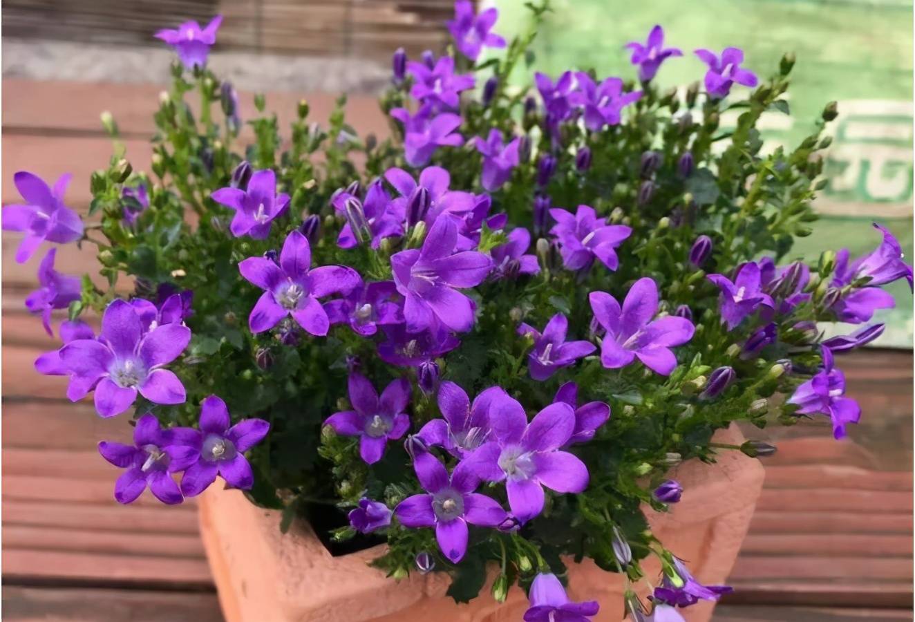 原创它名为风铃草又叫梦露花开花比叶子多美得不像话