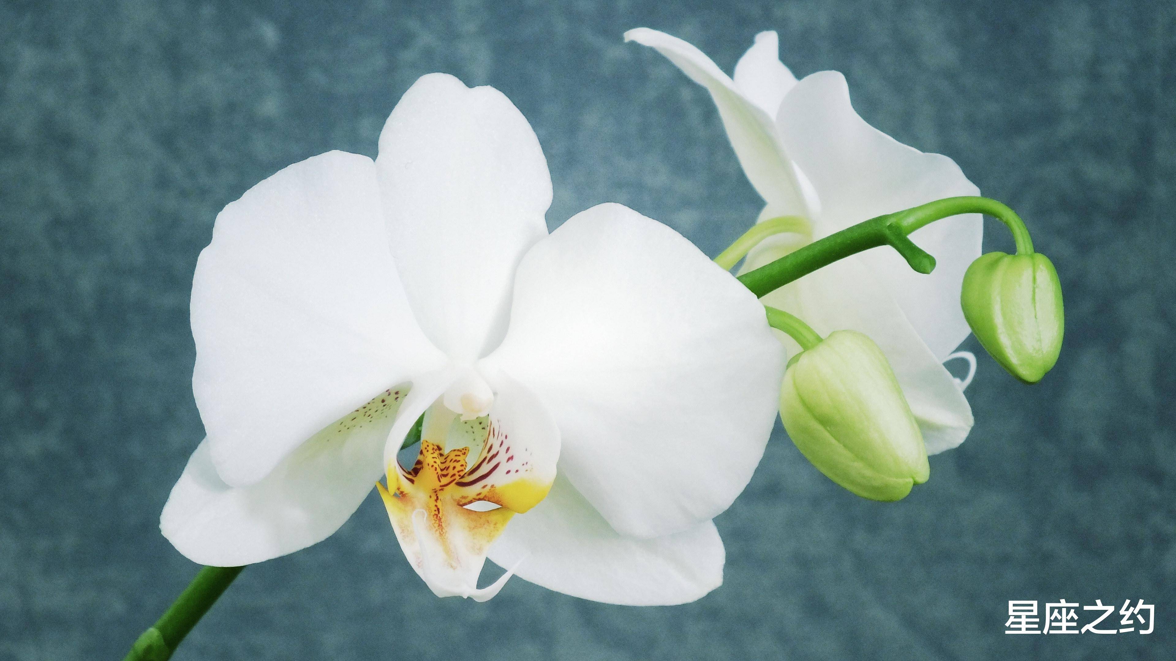 10月日 31日星座运势 双子座思虑周全 双鱼座坦诚相待 感情