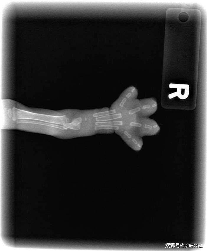 原创大叔自制的翡翠探测器能否媲美黄金瞳