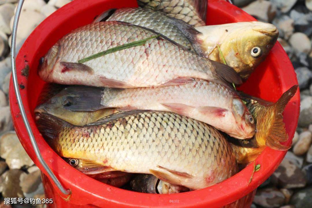 钓鱼无定律,灵活去改变,钓好鱼并不难.