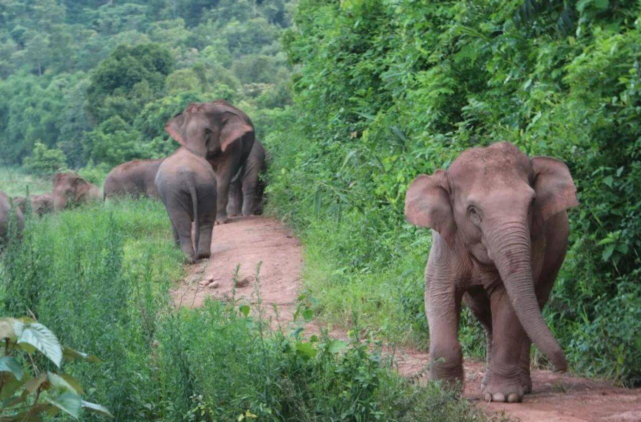 云南象群或不走了,北迁的真实原因找到了?专家:与森林减少无关_大象