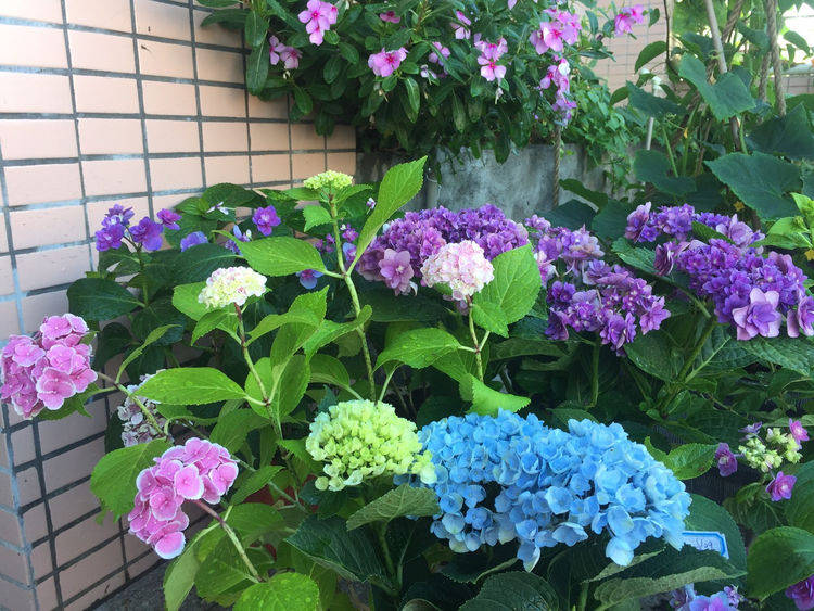 绣球花凋谢了之后 做好 3步 来年花球更大 花开爆 开花