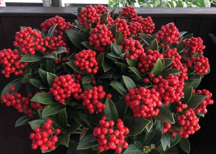 4种花挂满红果果,中国风十足,过年养它红红火火