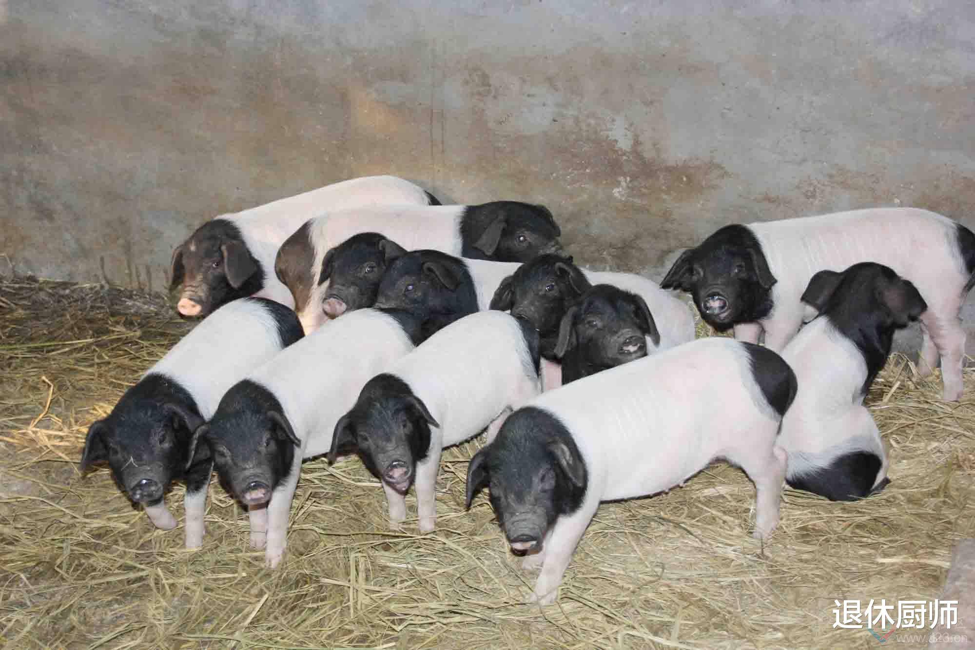 黑猪肉比白猪肉更好吃为何我国原本多养黑猪如今却全是白猪