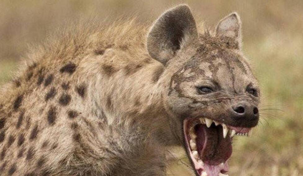 人能打过一只鬣狗吗 614eef177a8c4d78ae8c4670adb3acf0.jpeg