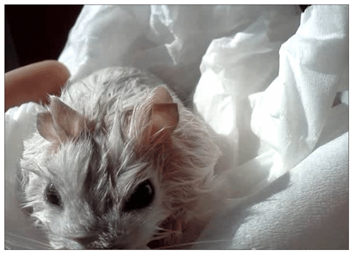 男子用水给仓鼠洗澡隔天给它喂食发现不对劲走近一看瞬间泪崩