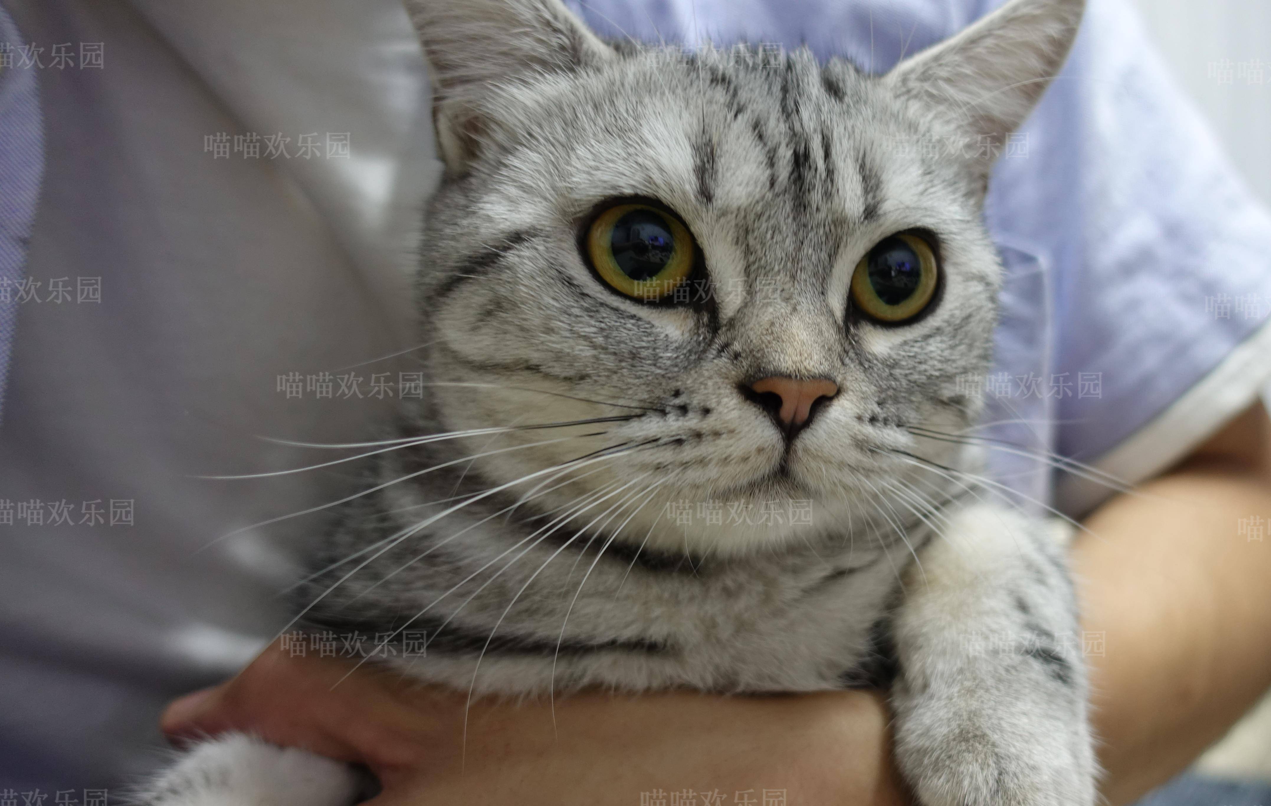 猫咪接受新主人的表现猫想杀死你的前兆 自媒体热点