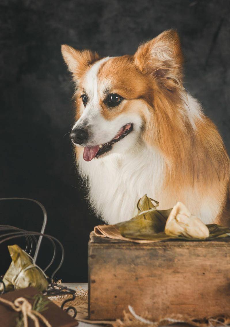 狗为啥不建议送人 2d9d5c99db0748c88d2166aa18ccd89f.jpeg