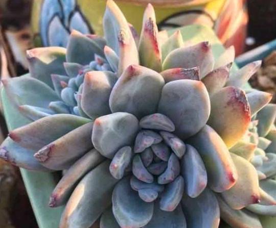 多肉植物怎么用叶片养护 707beb69672a4c53b107dec127e22d3c.jpeg