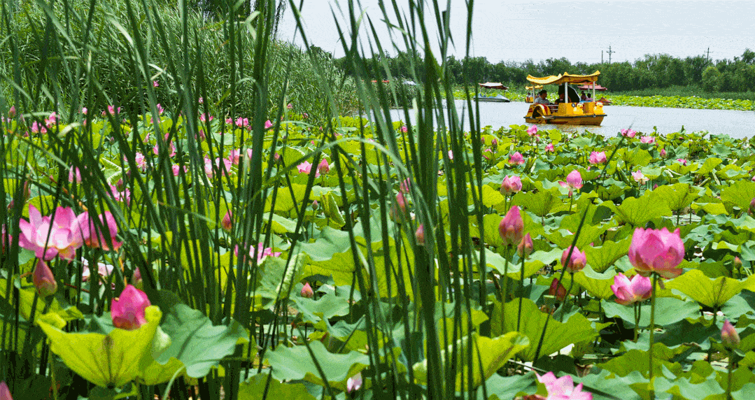 又是一年荷花开万亩荷田待君来洛阳孟津银滩荷花节