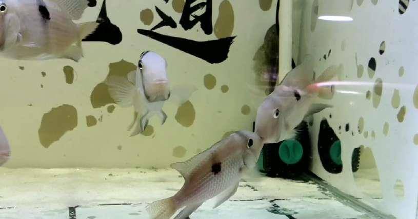 怎么养鱼视频 e1cbb3e588794d8f828863d3dddd57b4.jpeg