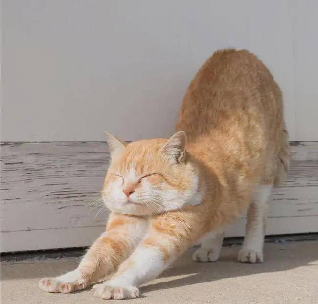 原创猫咪弓着背走路是生病了吗迷惑姿势背后的原因67你需要知道