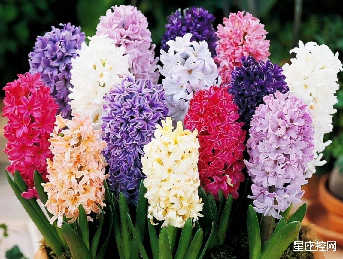 风信子【通用6篇】 风信子花语及图片