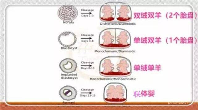 双绒双羊单绒双羊单绒单羊双胎别再傻傻分不清