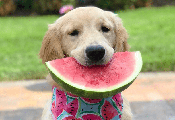 原来狗狗突然喝水少了 是代表这些意思 食物