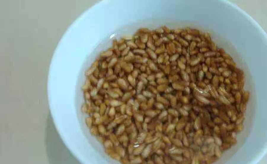 夏天用什么饵料好 73843a67a9d245adacae420f9c09f4c0.jpeg