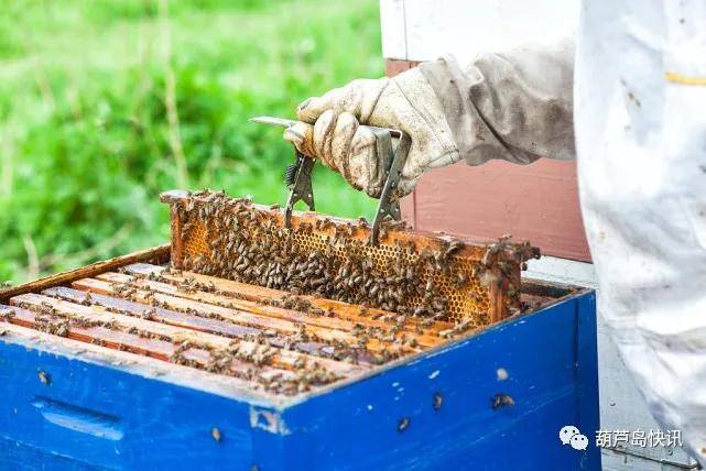 葫芦岛八名蜂农威胁恐吓外地养蜂人搬离蜂场因强迫交易罪被判刑 王某
