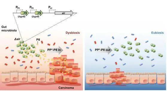 Microbiome：一种人工合成的益生菌可治疗结直肠癌