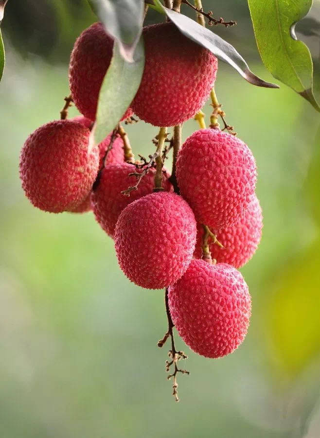 岭南佳果丨果中之王荔枝