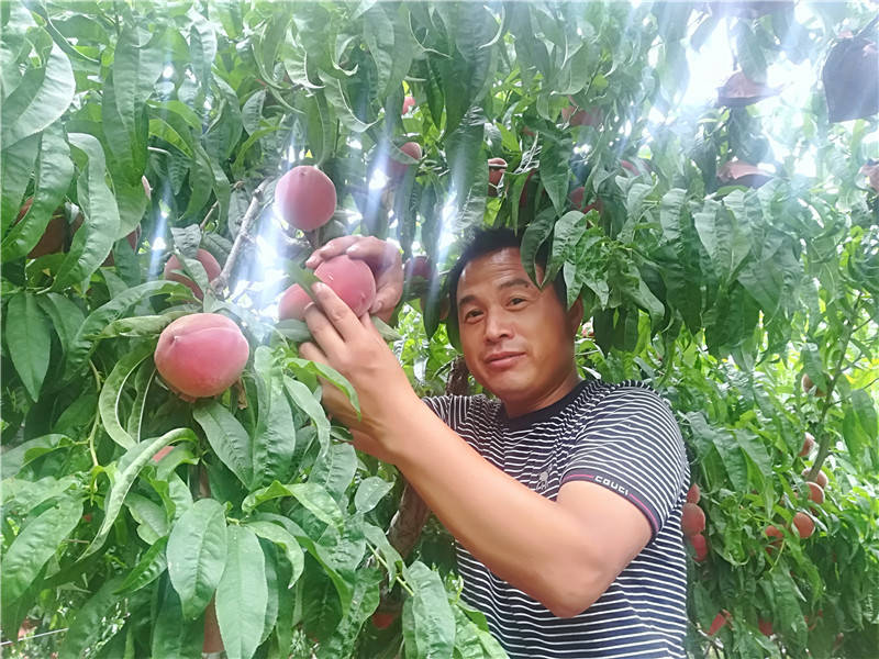 桃子怎么套袋最好 27be7f4ccbd446e2aaca28d850798239.jpeg