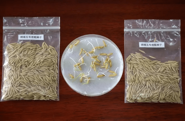 但为什么每次都要带种子上去?