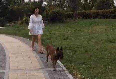 主人遛彎時暈倒了，馬犬狗狗立刻跑去向路人求救，超感動！ 萌趣萌寵 第3张