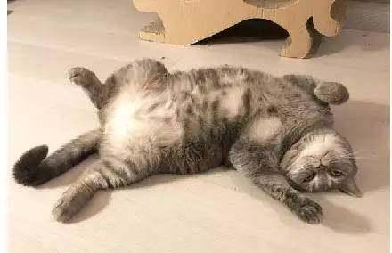 家里怎么给猫咪吹干 c0353b748f67453d98204a14c82f096b.jpeg